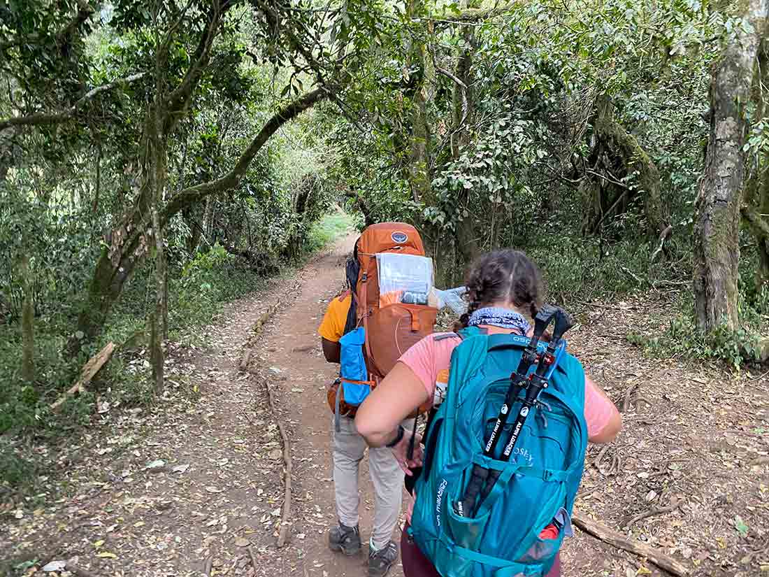 Kilimanjaro Rainforest